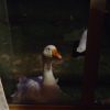 A interested goose at our window