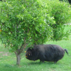 The Mount Vernon backpacker pig enjoying a lemon