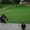 Nico photographying a hen