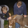 Nico Joel and a donkey