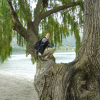 Nico perched in a tree