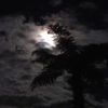 Full moon behind clouds behind a fern tree
