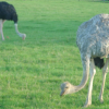 Emus
