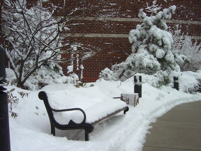 Snow on the bench and in the tree, Hyatt Harborside, Boston