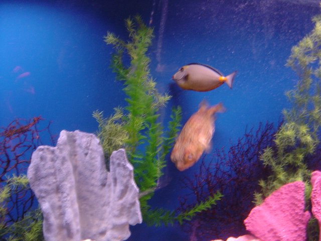 Fishtank, Hyatt Harborside, Boston