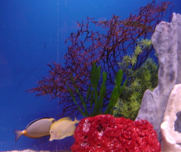 Fishtank, Hyatt Harborside, Boston
