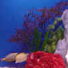 Fishtank, Hyatt Harborside, Boston