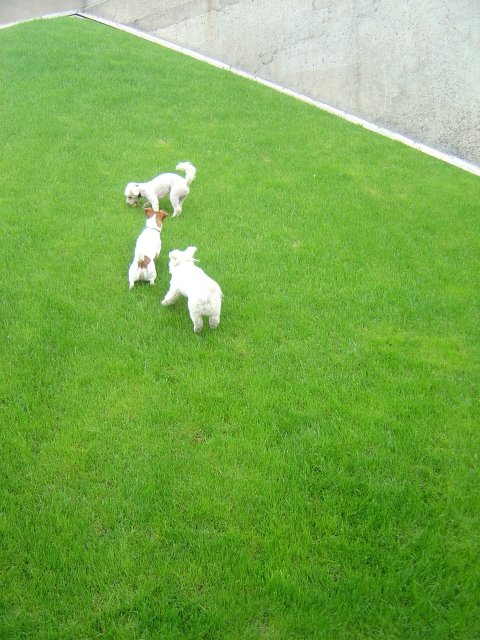 Dogs