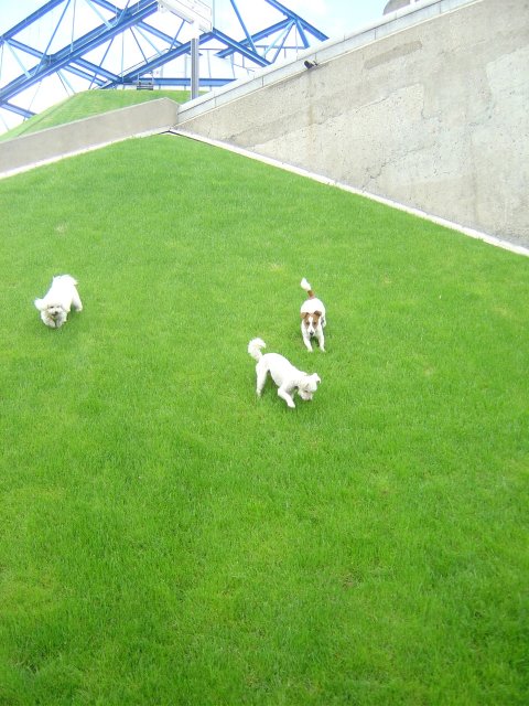Dogs