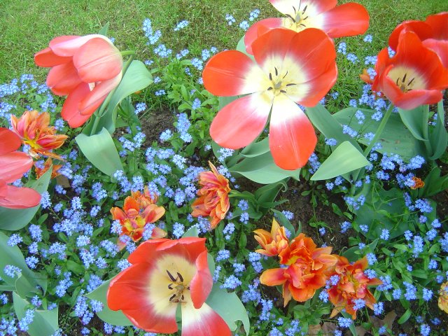 Tulips