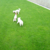 Dogs