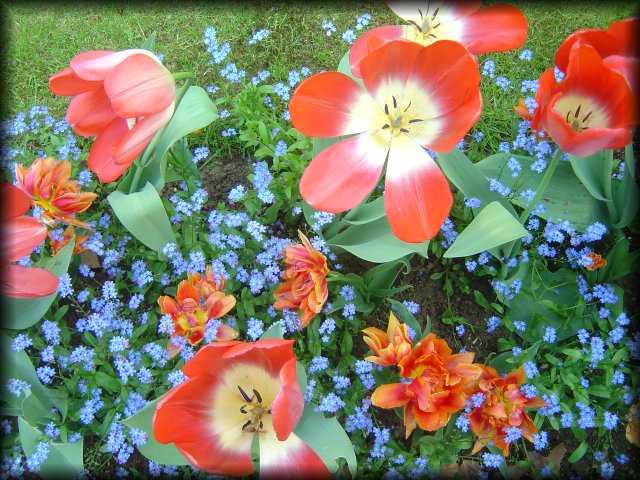 Tulips