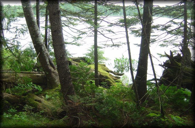 Moss and trees and lake