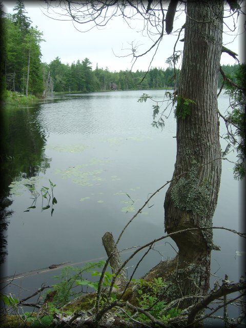 Beavers were here