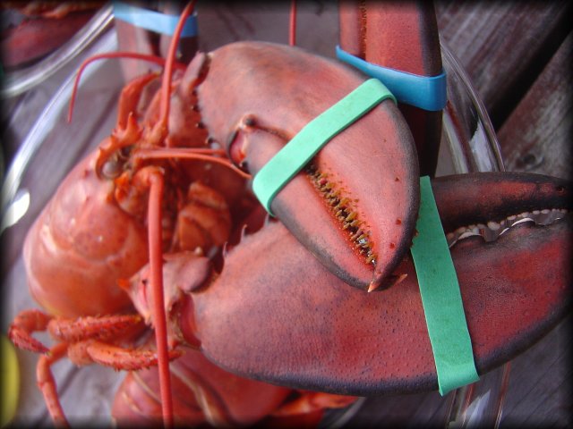 Lobster