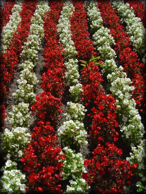White and red stripes, White and red rows of flowers in front of IBM, Cupertino, CA