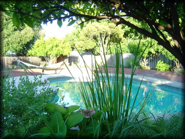 All quiet: at Arnaud's in Santa Clara, CA. Bushes, tree, pool, hammoc, back yard
