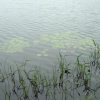 Current or wind troubling the surface of the lake, 