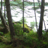 Moss and trees and lake