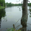 Beavers were here