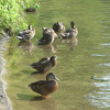 Duckies at Walden Pond, MA
