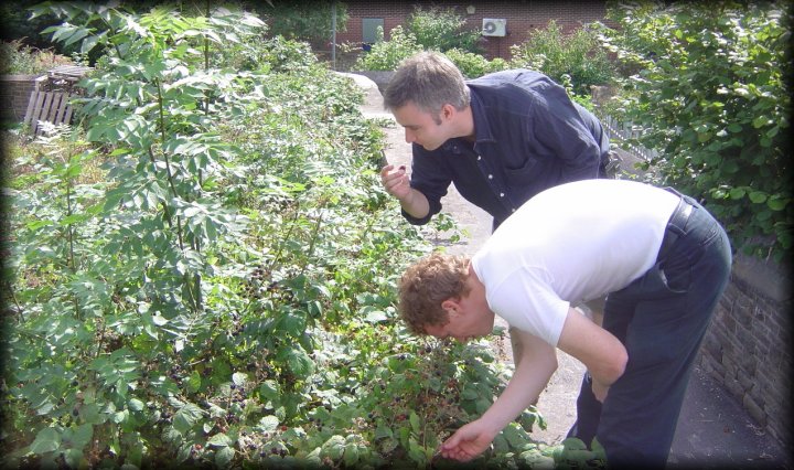 danbri and ericP picking blackberries