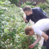 danbri and ericP picking blackberries
