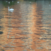 Swans on the river and salmon coloured reflections in the water
