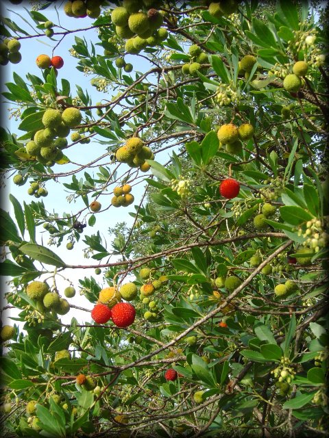 arbutus berries near Auribeau sur Siagne --the ripe ones within reach soon disappeared :)