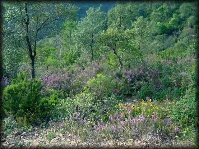 heather on Mont Peygros near Auribeau sur Siagne, FR
