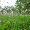 A ladybug's view: a field of daisies
