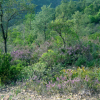 heather on Mont Peygros near Auribeau sur Siagne, FR