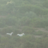 wild horses on Mont Peygros near Auribeau sur Siagne, FR