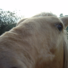 horse almost nosing my camera, on Mont Peygros near Auribeau sur Siagne, FR