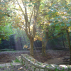 sun beams reaching through trees, near Pegomas, FR