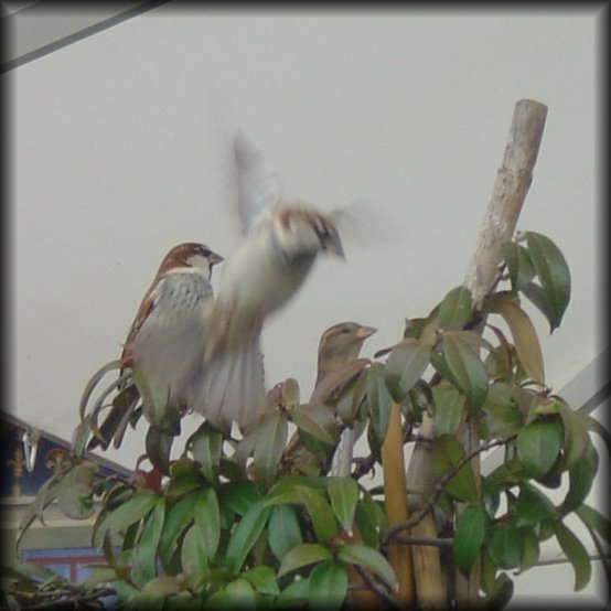 Three little birds, one flying away, Firenze