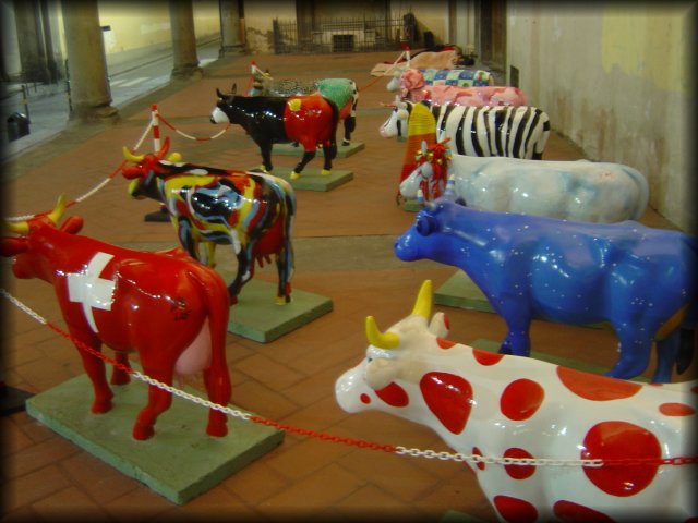 An army of mini cows, Firenze