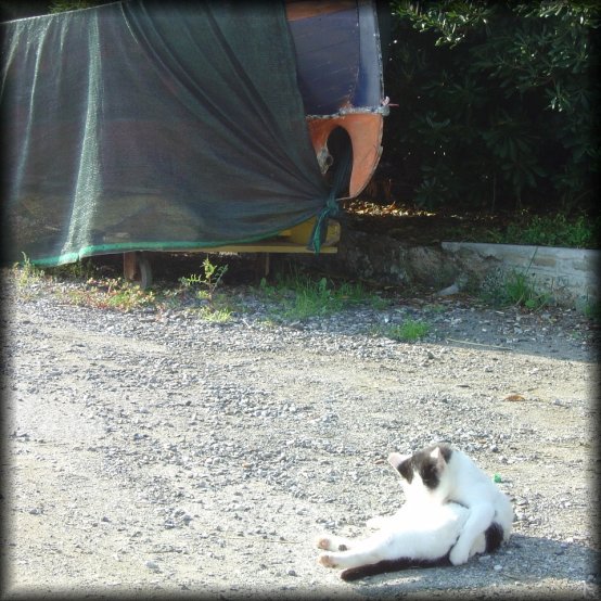 Cat and covered boat, Monterosso al Mare, one of the cinque terre