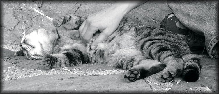 Robin petting this friendly cat, Monterosso al Mare, one of the cinque terre
