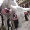 Blue-eyed cow