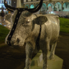 Black and white buildings cow, Firenze