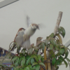Three little birds, one flying away, Firenze
