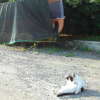 Cat and covered boat, Monterosso al Mare, one of the cinque terre