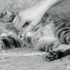 Robin petting this friendly cat, Monterosso al Mare, one of the cinque terre