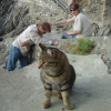Mason, kitty cat, Robin, Monterosso al Mare, one of the cinque terre