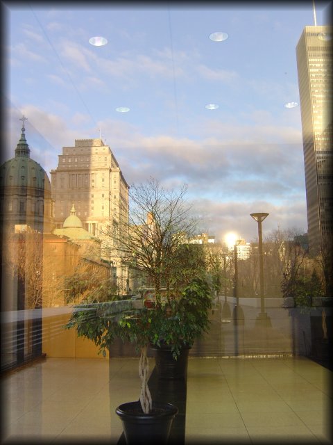 Reflection of buildings in a window and ficus tree on the other side, on a sunny day