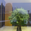 Reflection of buildings in a window and ficus tree on the other side