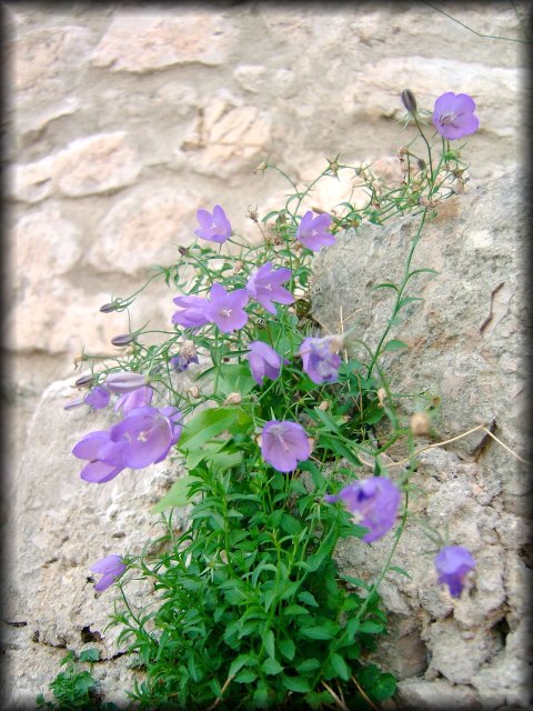 Wild flowers growing on a brick wall