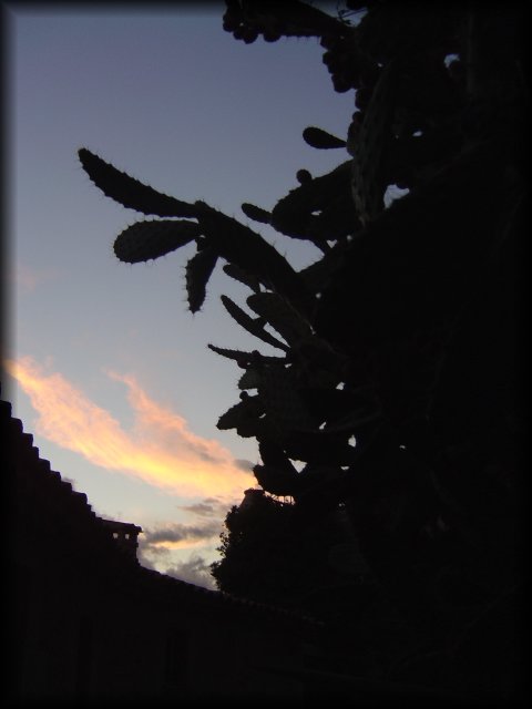 The shape of a cactus, a roof and the dark blue sky with a pink cloud at dusk
