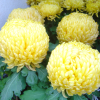 Yellow chrysanthemum